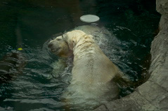 Polar Bears Playing